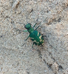 Cicindela tranquebarica parallelonota