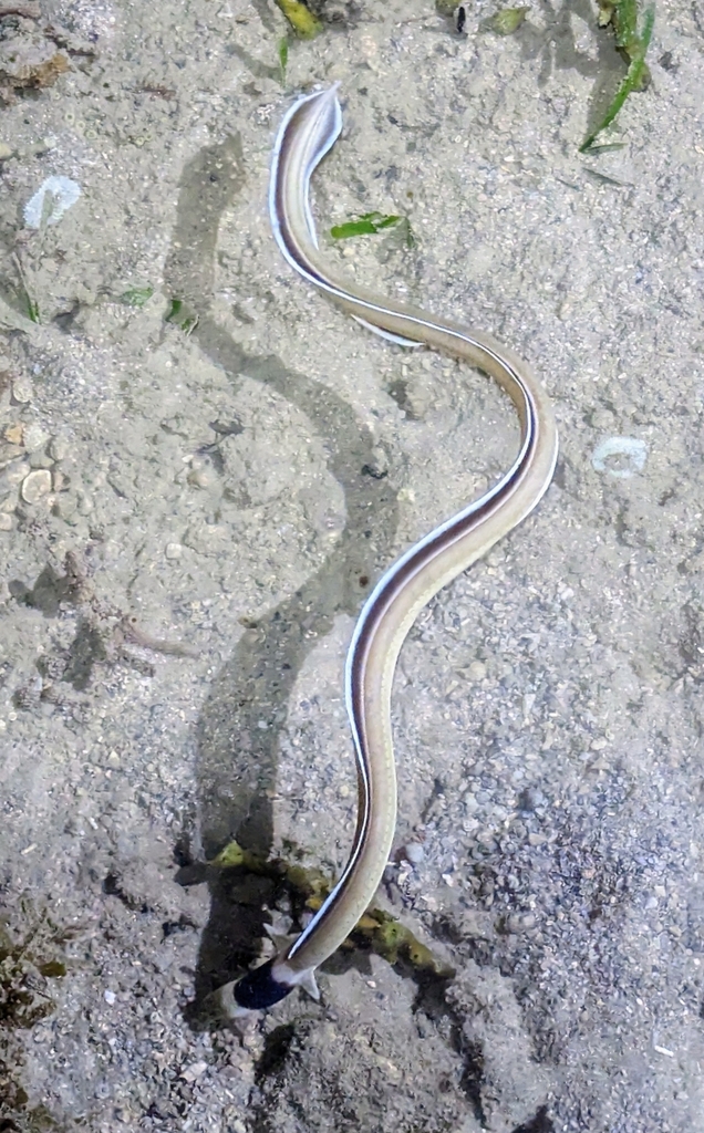 Black-neck Snake Eel