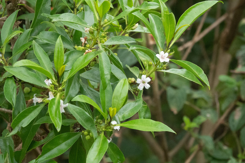 Myoporum obscurum observed 2023-03-03