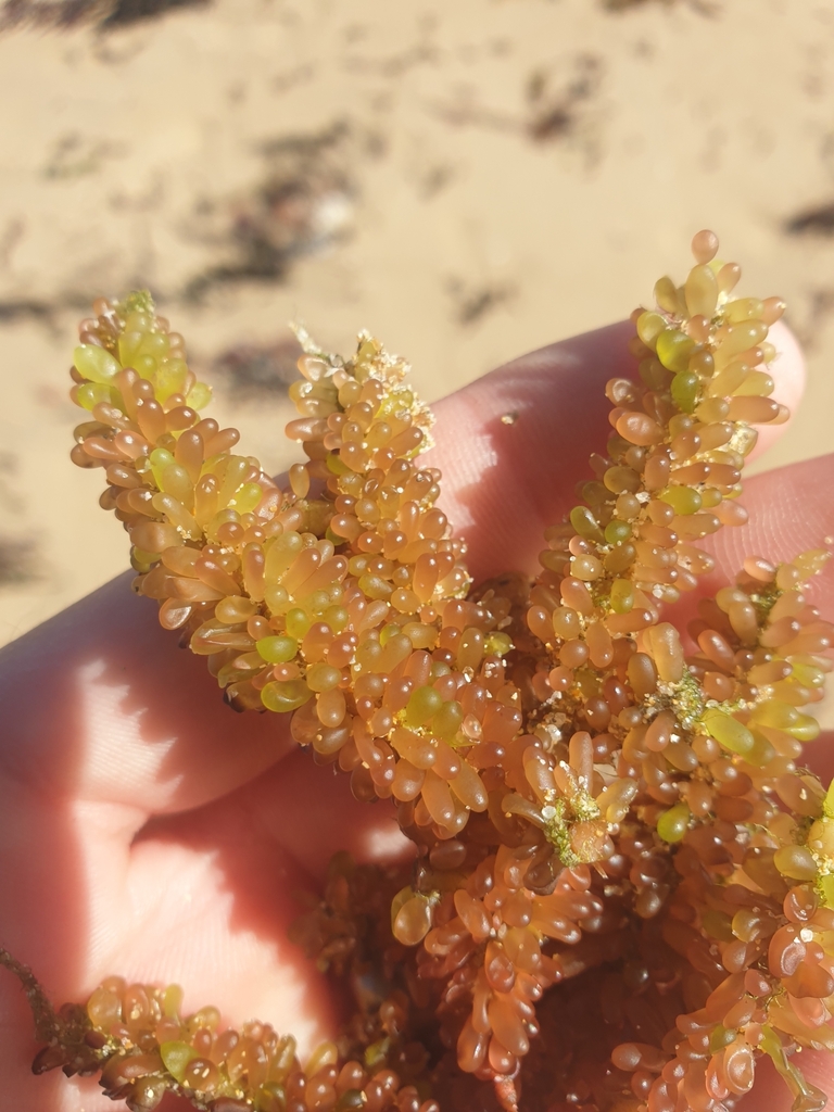 Clavicloniaceae