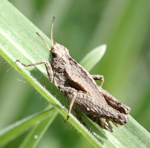 Common Groundhopper, The Loonse en Drunense Duinen National Park, Udenhout, North Brabant, NL, photo 6 of 10