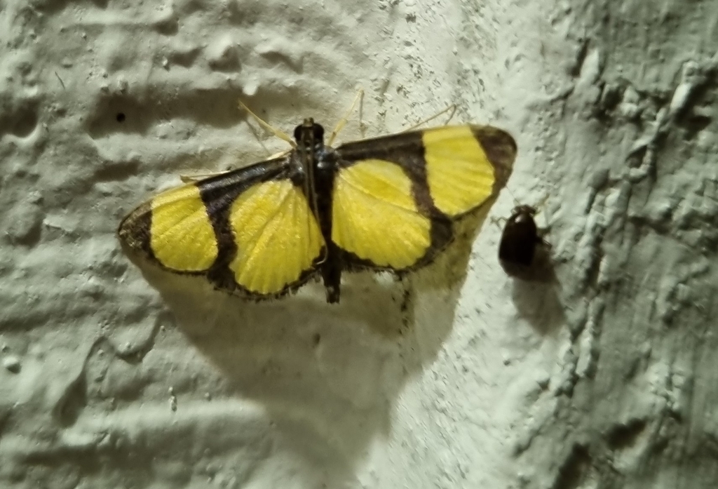 Lamprosema semicostalis