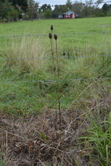 Rudbeckia texana