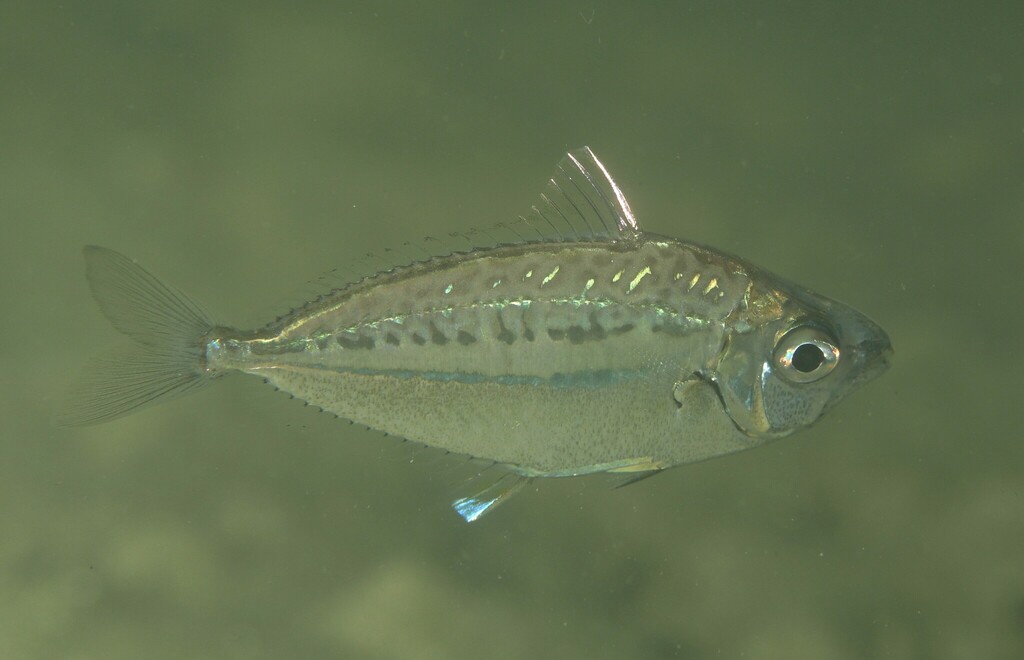Moreton ponyfish (Equulites moretoniensis) — Leiognathidae