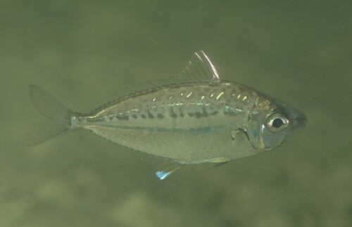 Moreton-ponyvis (Equulites moretoniensis) — Leiognathidae