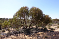 Eucalyptus oleosa oleosa