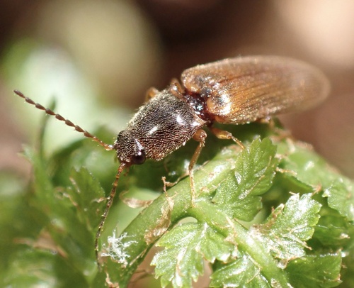 Athous subfuscus, photo 6 of 7