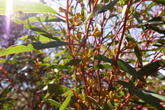 Eucalyptus oleosa oleosa