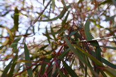 Eucalyptus oleosa oleosa