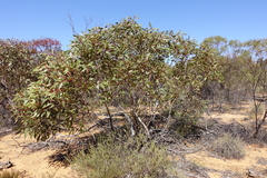Eucalyptus dumosa