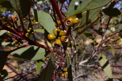 Eucalyptus dumosa
