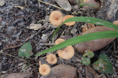 Desarmillaria caespitosa image