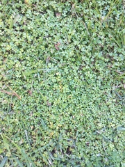 Hydrocotyle tripartita