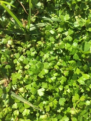 Hydrocotyle tripartita