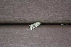 Lacinipolia laudabilis