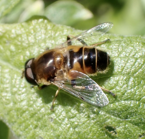 Orange-spined Drone Fly, The Loonse en Drunense Duinen National Park, Udenhout, North Brabant, NL, photo 8 of 10