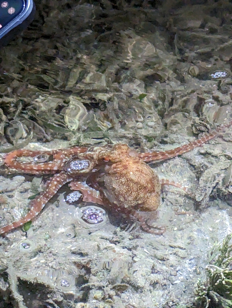 Pinnoctopus aspilosomatis