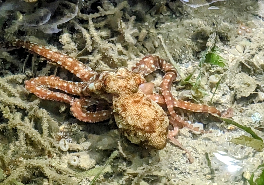 Night Octopuses