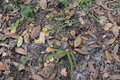 Desarmillaria caespitosa image