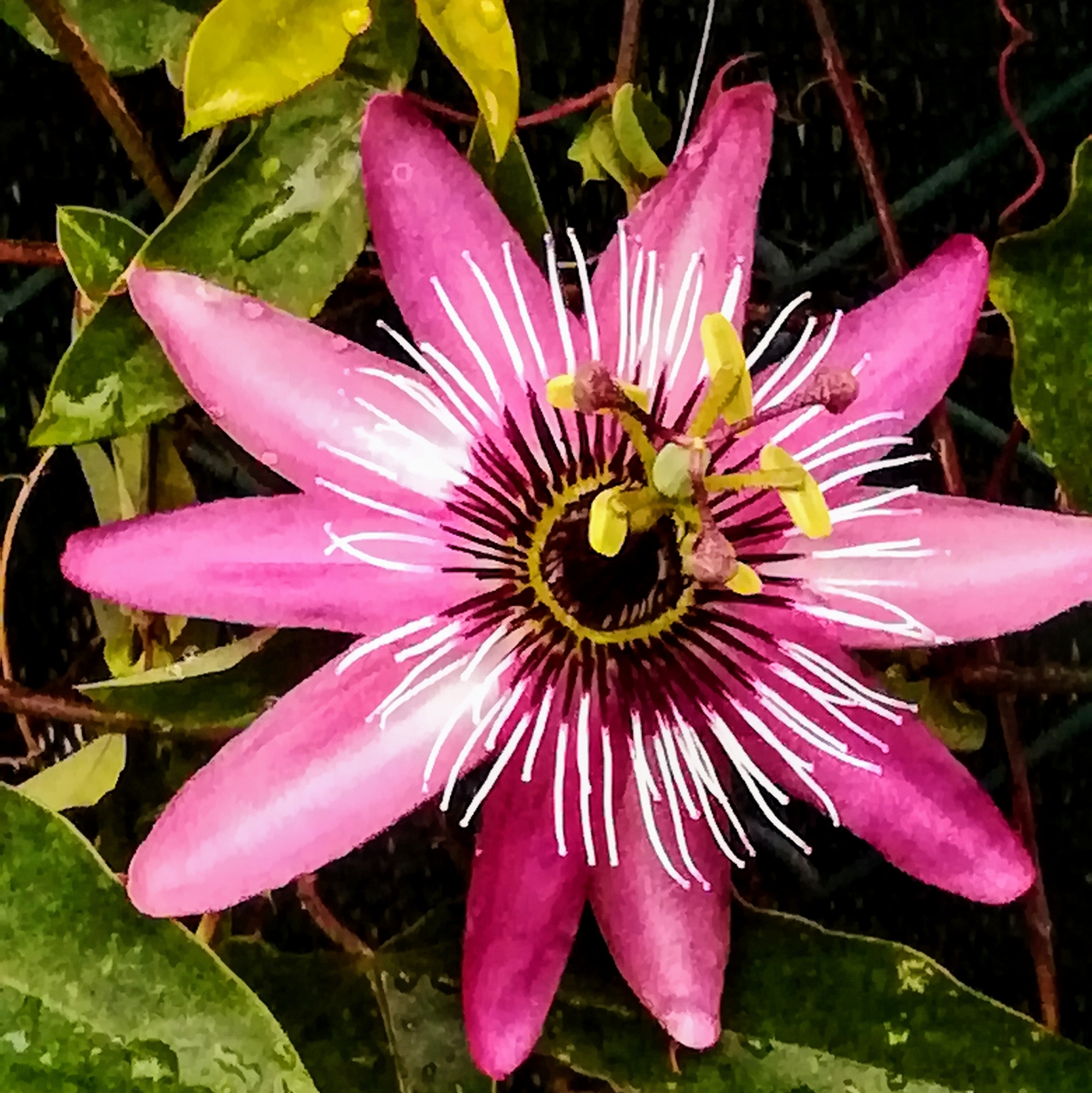 Passiflora X violacea