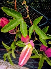 Passiflora × violacea