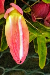 Passiflora × violacea