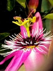 Passiflora × violacea
