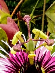 Passiflora × violacea
