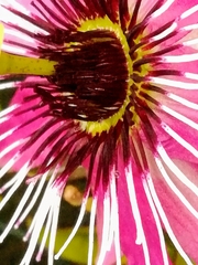 Passiflora × violacea