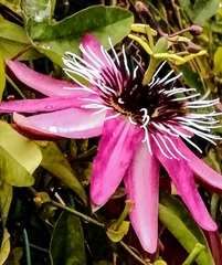 Passiflora × violacea