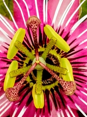 Passiflora × violacea