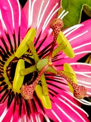 Passiflora × violacea