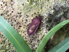 Brachyrhynchus micronesicus