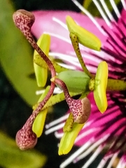 Passiflora × violacea