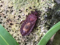 Brachyrhynchus micronesicus