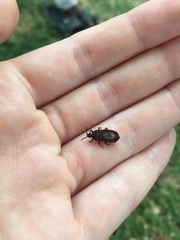 Brachyrhynchus micronesicus