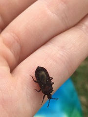 Brachyrhynchus micronesicus