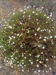 Argyranthemum frutescens image