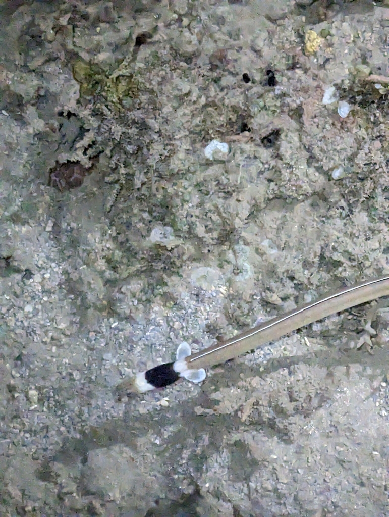 Black-neck Snake Eel