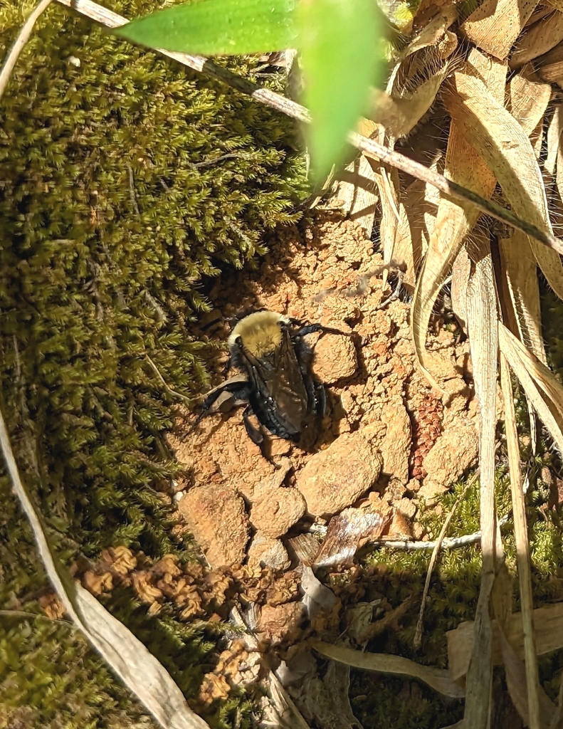 Melecta pacifica atlantica