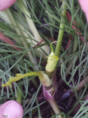 Nanobubon strictum