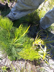 Nanobubon strictum