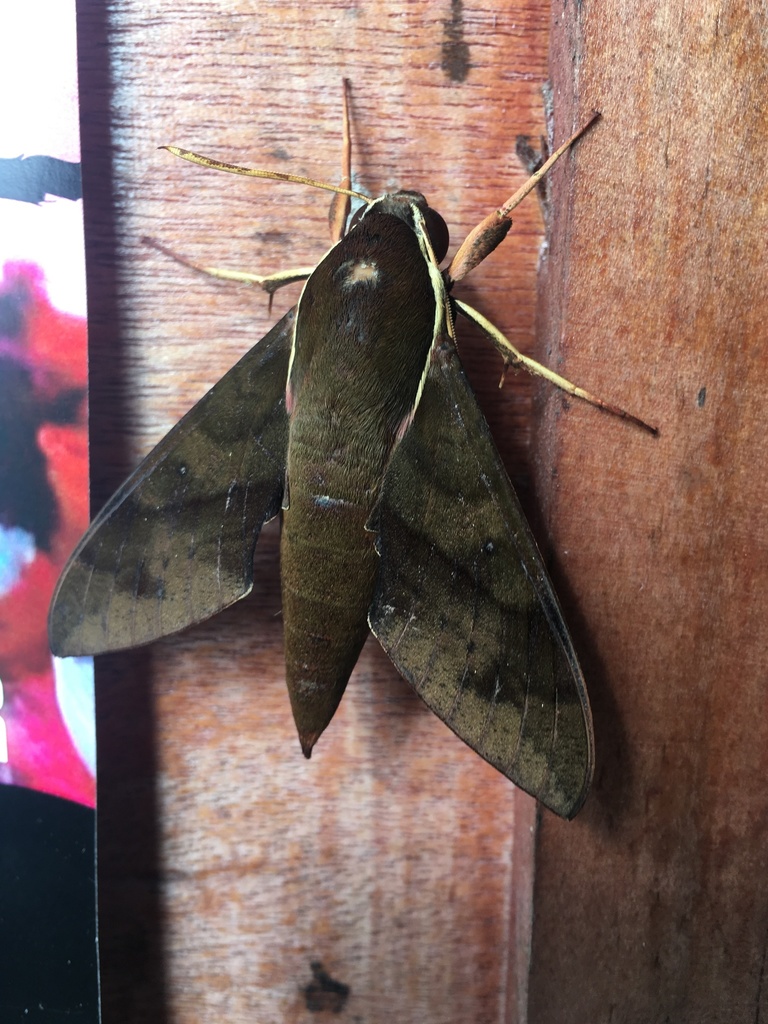 Gnathothlibus saccoi