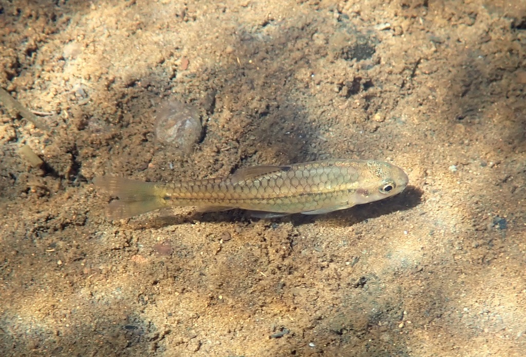 Shortfin barb (Enteromius brevipinnis) — Cyprinidae