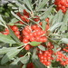 Silver Buffaloberry - Photo (c) Charles Thomas Hash, Jr., some rights reserved (CC BY-NC-ND), uploaded by Charles Thomas Hash, Jr.