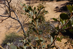 Acacia brachybotrya