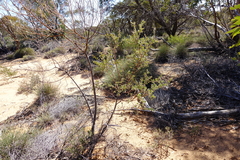 Acacia brachybotrya