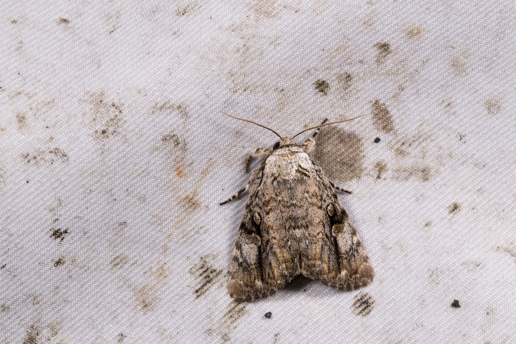 Anacronicta horishana