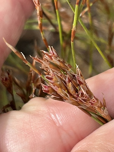Image of Restio hyalinus by (c) Charleen Brunke, some rights reserved (CC BY)