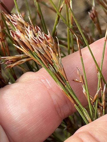 Image of Restio hyalinus by (c) Charleen Brunke, some rights reserved (CC BY)